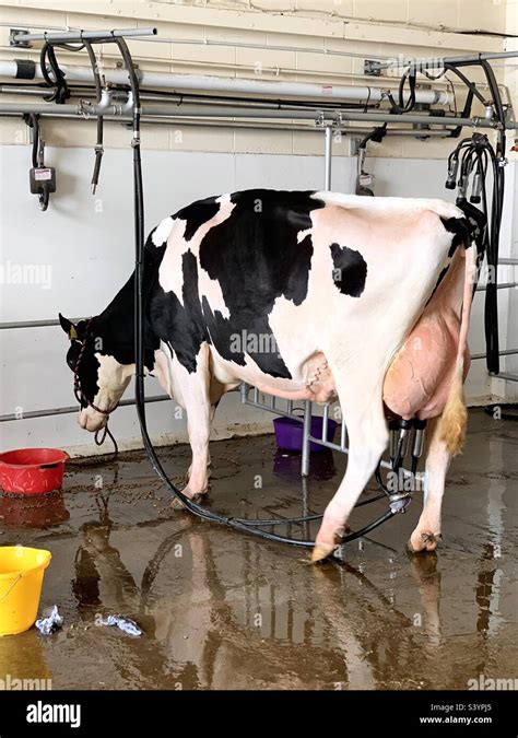 milking big tit|Huge yummy hanging tits being milked like big huge udders.